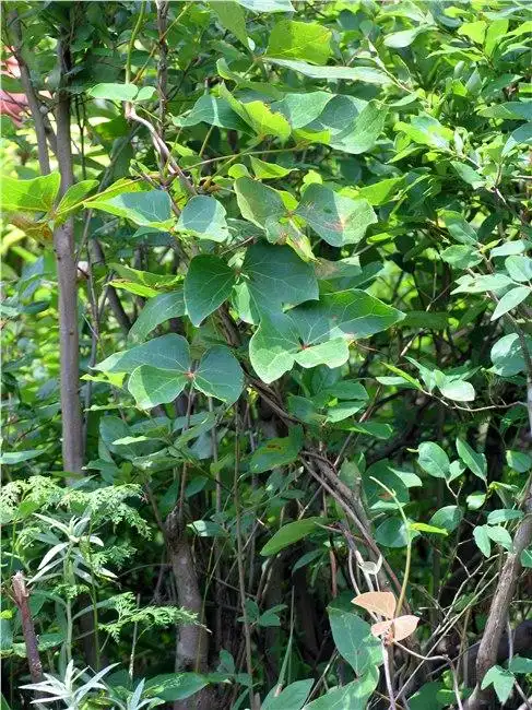 大血藤,别名血藤,红皮藤,大活血等,是木通科大血藤属植物.
