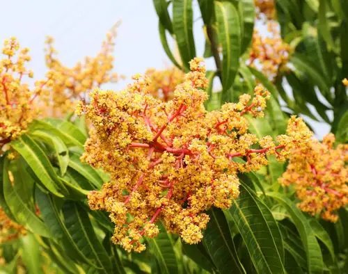 芒果花开