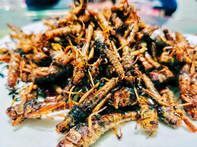 第一次吃到炸蚂蚱美味至极