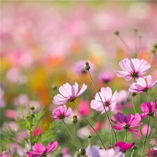 唯美格桑花头像图片 幸福生活和好运的美好愿望和感情