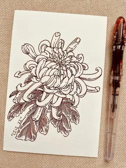 速写分享菊花钢笔速写