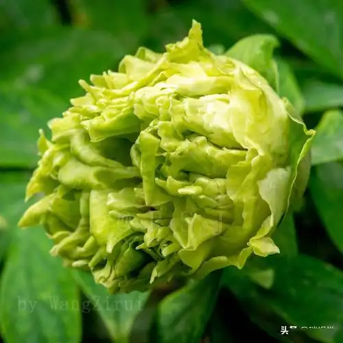 洛阳牡丹花开时节动京城看这20多个品种牡丹花盛开风姿绰约