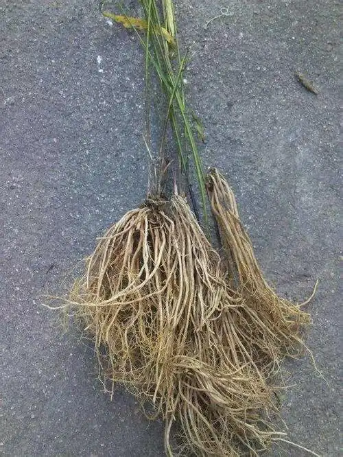 中药材徐长卿图片,被誉为土人参的徐长卿你认识吗