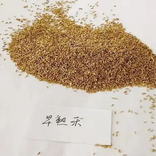 早熟禾草籽草坪种子矮生四季常青草坪籽庭院别墅绿化专用耐践踏早熟禾