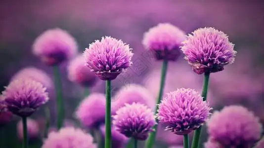 紫色韭菜花图片