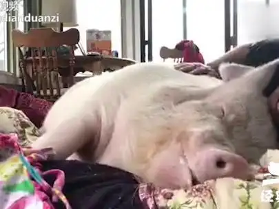 超大只宠物猪吃饱喝足 躺主人床上呼呼大睡口水_手机搜狐网
