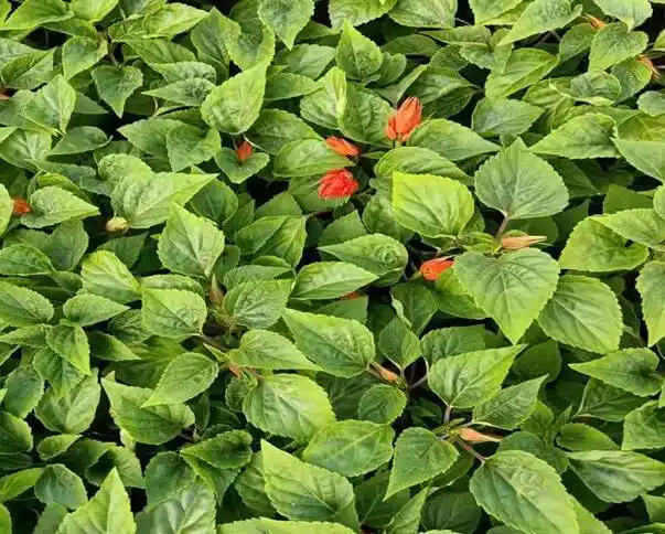 北京一串红苗批发