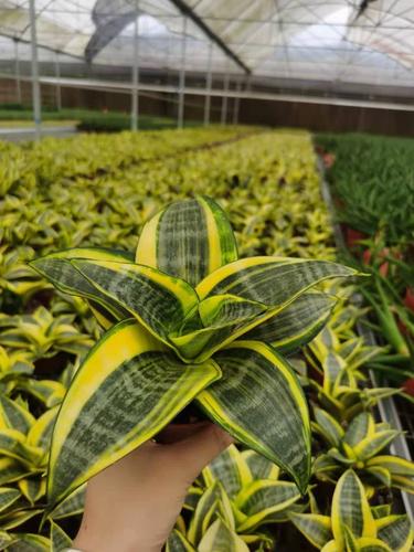 虎尾兰绿植 金边短叶虎尾兰 状态随季节变化不同满18元包邮非偏远