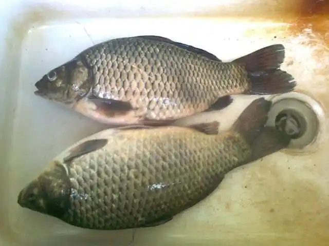 能钓的鱼比较少,常年可以垂钓的鱼,也就是鲫鱼和鲤鱼了!