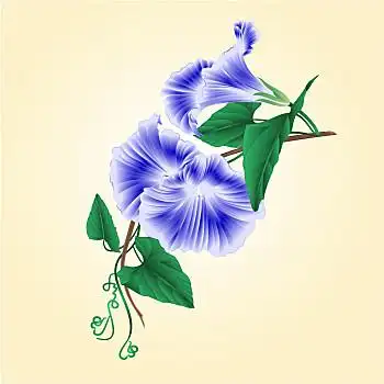 花,牵牛花,蓝色,矢量,旧式,插画