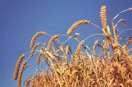 她轻轻一吹,谷穗弯下腰好像在说:谢谢您!