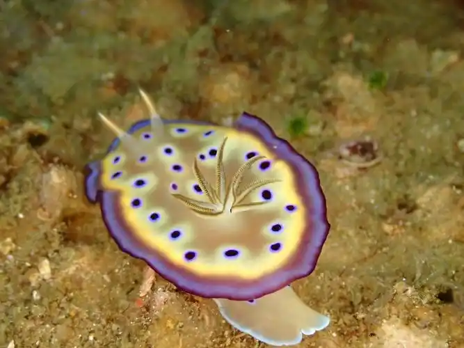 物种字典铜斑多彩海蛞蝓goniobranchuskuniei