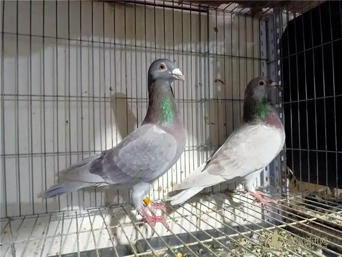 出售一对红石板鸽雄2019160078997砂雌2017160524336黄谢谢关注已售出