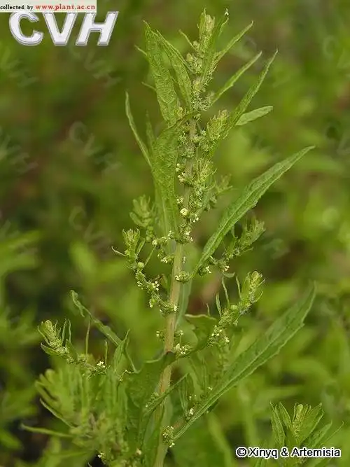 土荆芥chenopodium ambrosioides linn._植物图片库_植物通