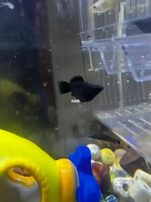 前两天发现怀孕的孔雀鱼今天生啦网上买的6条说是怀孕的玛丽鱼,现在只