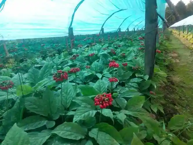 人参果是长在人参上的吗(家里种植的人参是什么样子的)-柯彬网