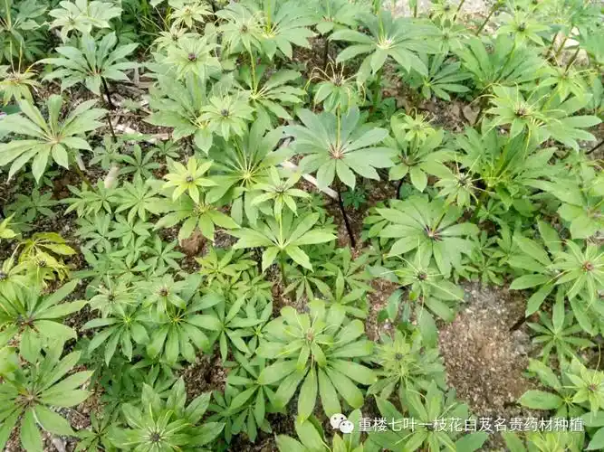 1,七叶一枝花治耳内生疮热痛;2,七叶一枝花治白血病;3,七叶一枝花治