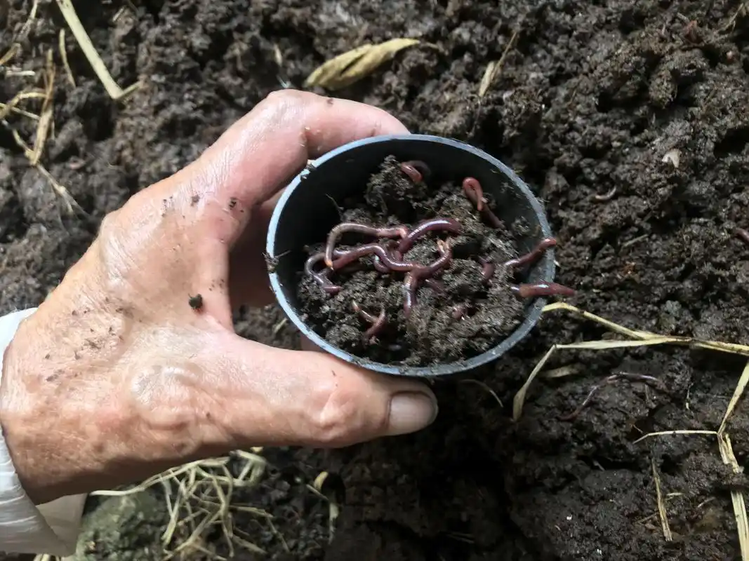 牛粪养蚯蚓走上脱贫路