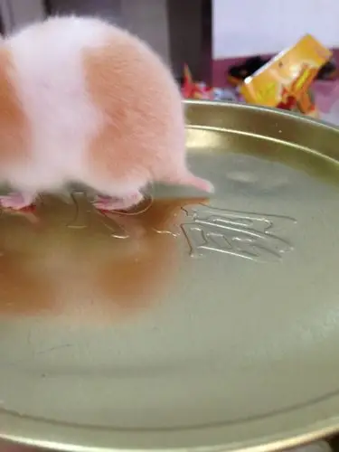 我的仓鼠尾巴有的长,有可能是老鼠吗?