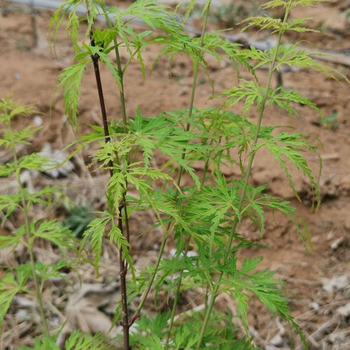 青龙羽毛枫日本红枫红色盆栽树苗彩色树庭院阳台花园绿植物叶木本