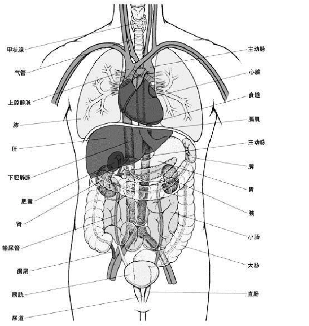 2011-03-26 16:38 第1页 (共3页,当前第1页) 你可能喜欢 最全人体解剖