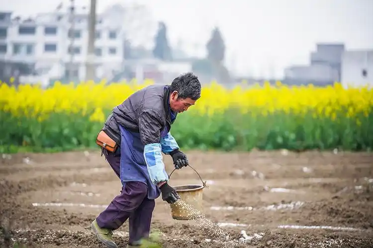 3月4日,六枝特区郎岱镇驿陇村农户在田地里施肥.