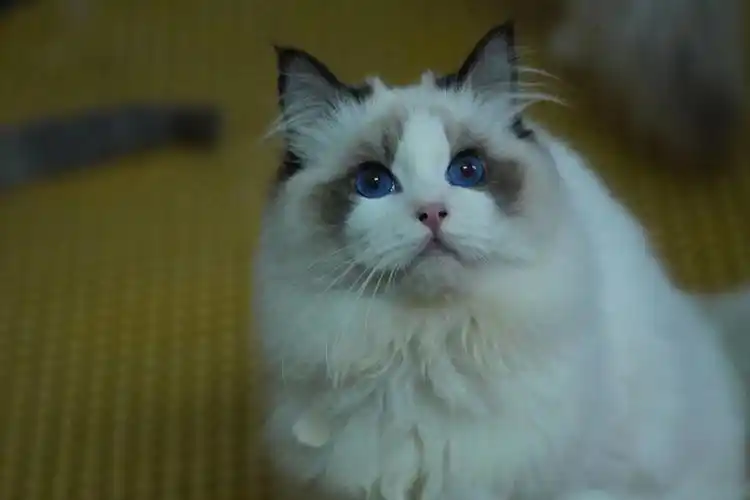 未来种公. #布偶猫  #布偶猫找家