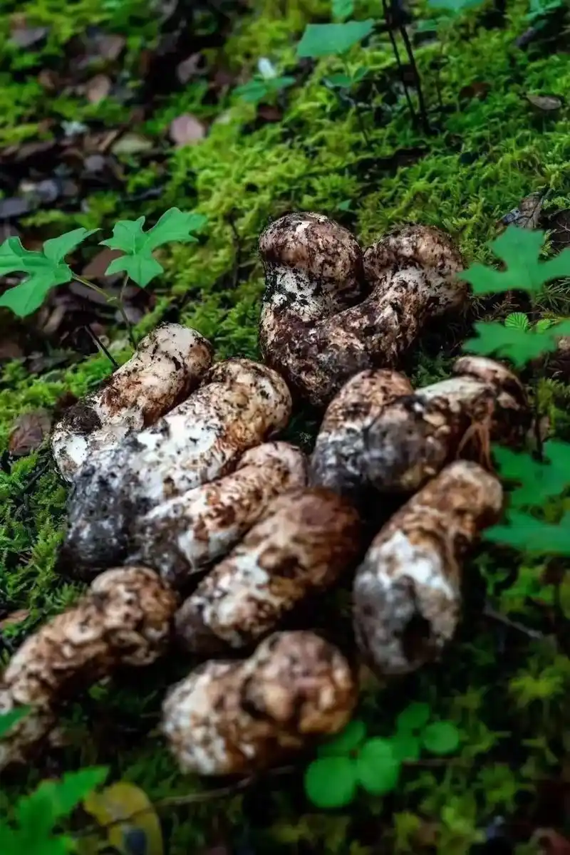 希望吃进你嘴里的是因为品质,而不是因为便宜[微笑] 2公斤松茸怎么吃