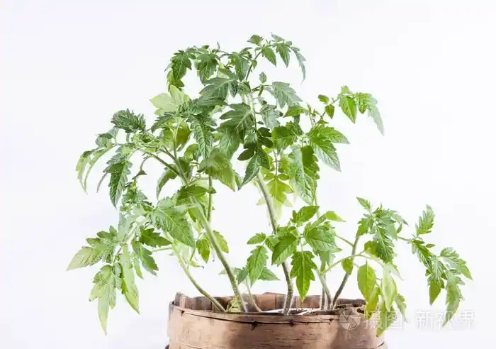 番茄植株在白色背景上照片-正版商用图片1c345b-摄图新视界