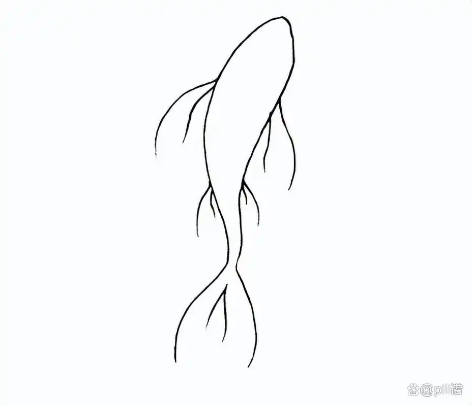如何画锦鲤:分步指南,上手不难