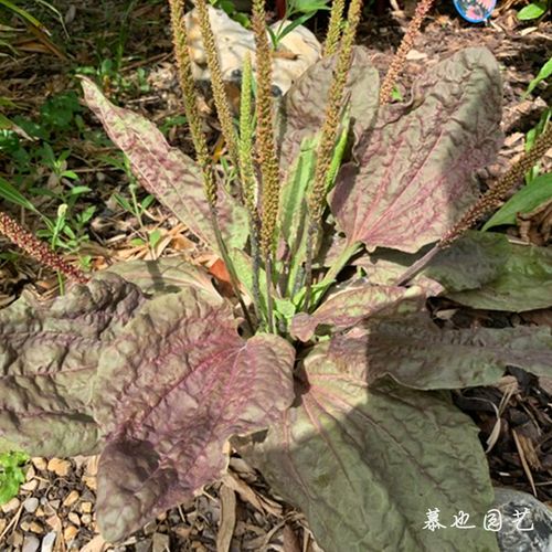 大车前草 紫叶车前 5粒种子多年生耐寒植物 盆栽地栽庭院植物