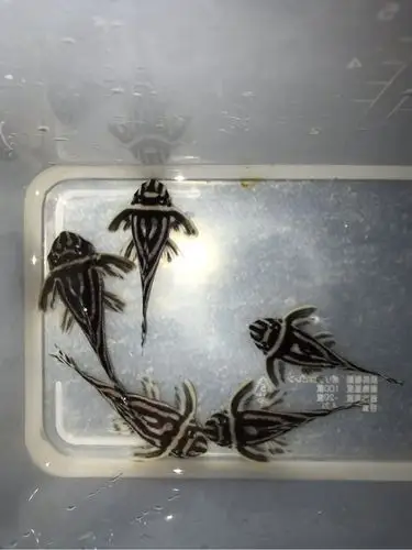 急用钱,打包出熊猫异型,有实力的来