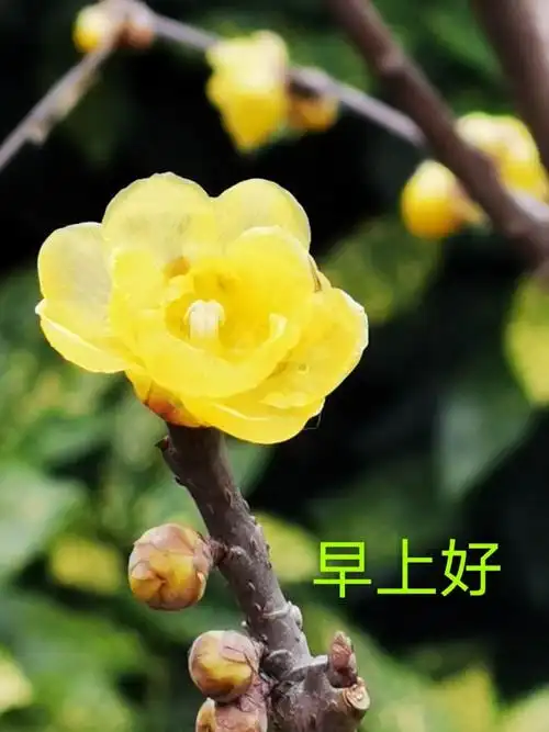 我的问候图片(一)