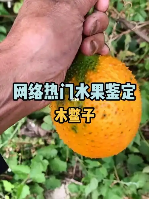 鉴定网络热门水果之木鳖子
