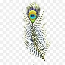 羽毛孔雀