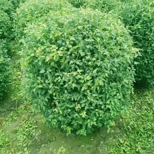 长期供应绿化苗木丛生茶条槭球 工程绿化苗 成活率高