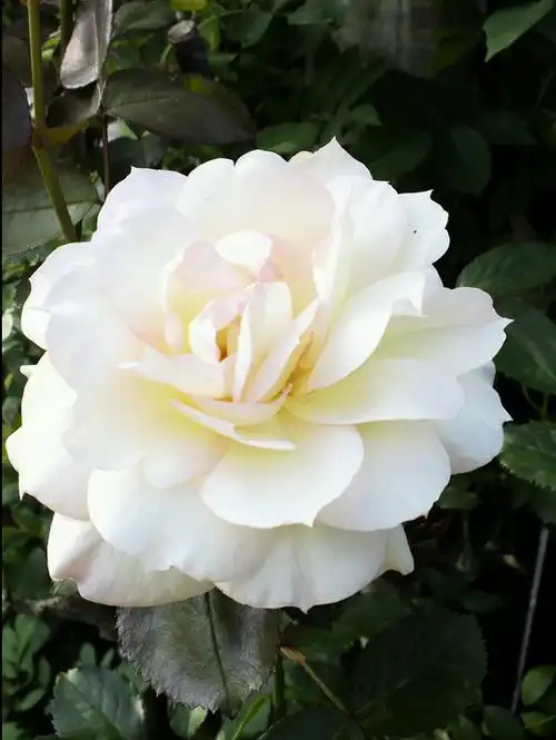 高150至185厘米.非常抗病.