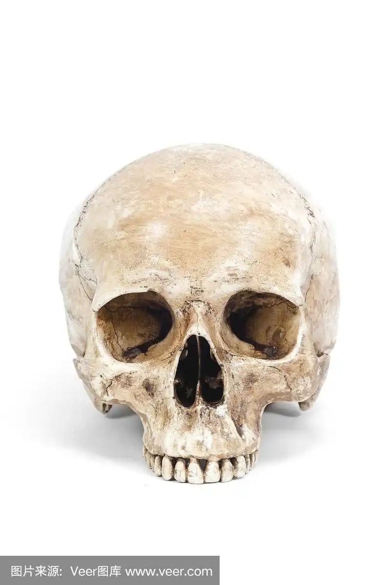 前视图的人类头骨孤立的白色背景
