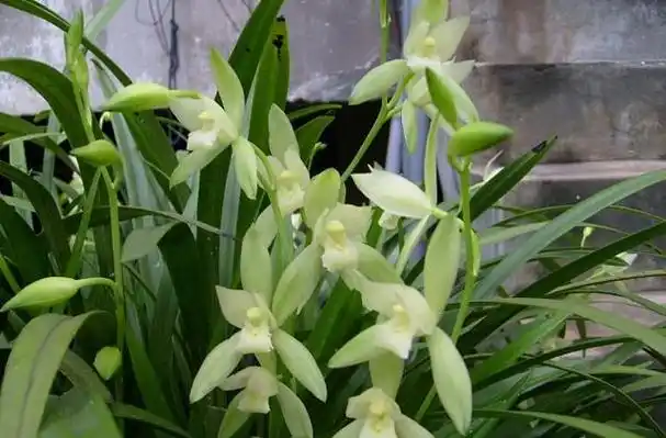 素心兰的花语:活泼,高雅,健康长寿,隐藏的爱.