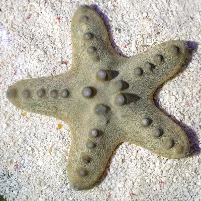 翻砂海星活体 水族活体海水生物翻沙星饼蓝海星鱼缸宠物 另拍包装