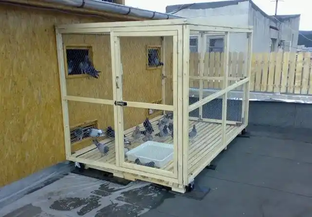 家庭楼顶建造鸽子屋饲养鸽子的实例