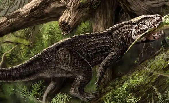 后鳄兽鱼皮有用吗