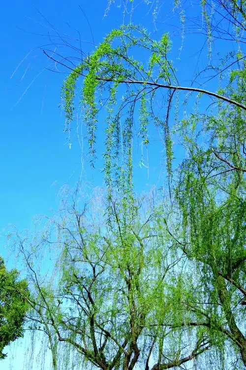 美丽春景 景色宜人 掠影黄兴湖畔~惠南镇金钟园 20180401