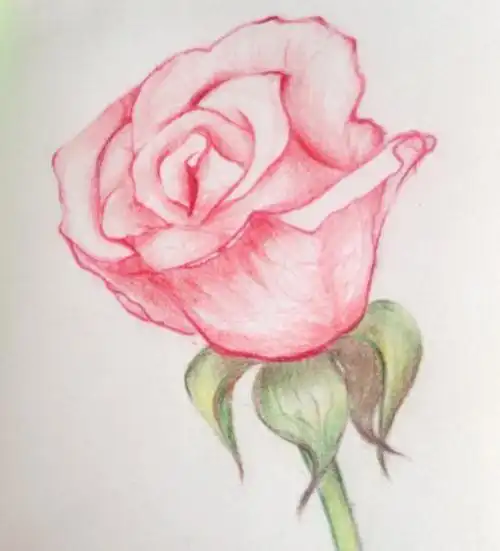 玫瑰花简笔画彩色彩铅