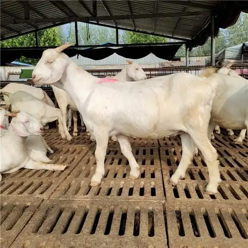 白山羊羊羔批发价格 波尔羊养殖场 隆航厂家直销