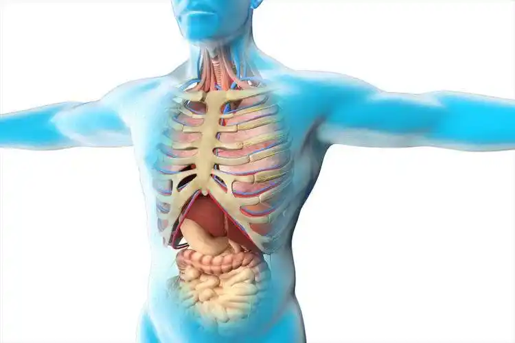 人体内脏透视图片-人体内脏解剖图解素材-高清图片-摄影照片-寻图免费