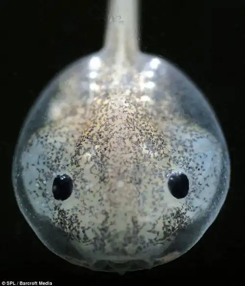 大自然隐身杰作:令人难以置信的透明生物(组图)
