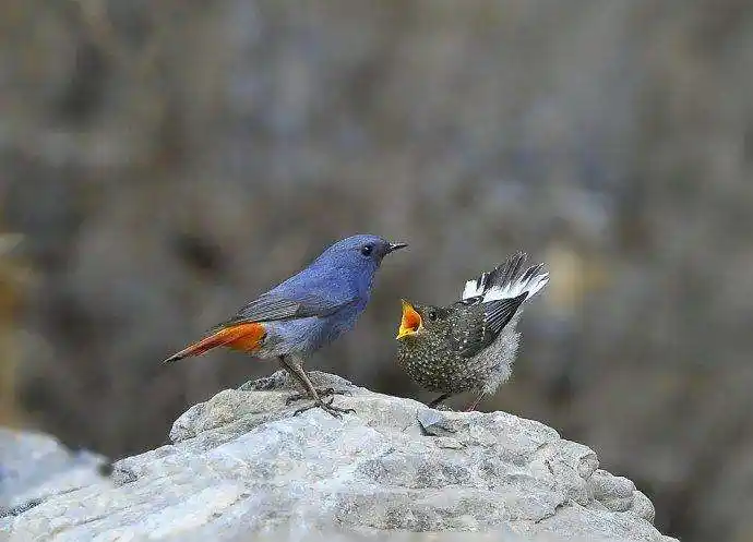 石燕鸟拉稀怎么办 石燕鸟拉稀怎么处理