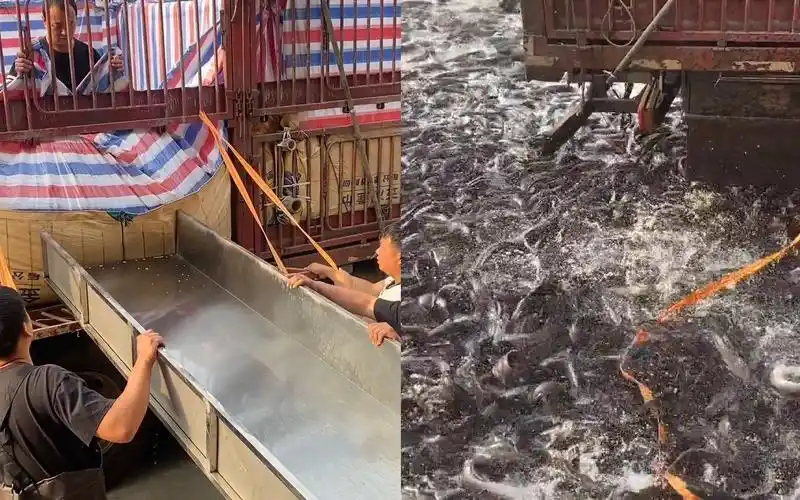 货车拉两万多斤鱼,卸货时因操作失误数千条鱼散落一地,众人傻眼
