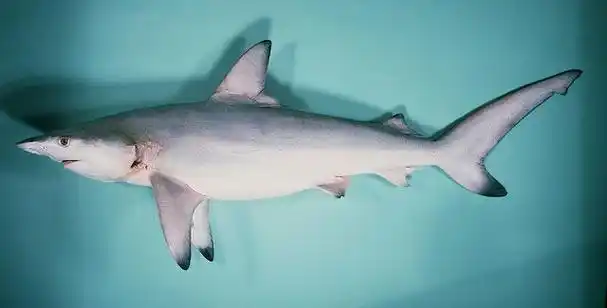 p>侧条真鲨(学名: i>carcharhinus limbatus /i>)是真鲨科,真鲨属的